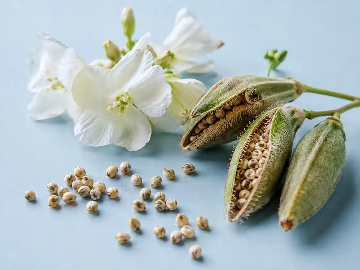 Ambrette seed pods and white flowers representing soft musk notes