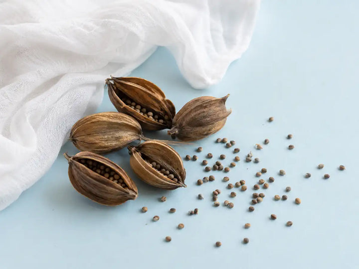 Ambrette seed pods and seeds beside soft white muslin on a pale powder blue background