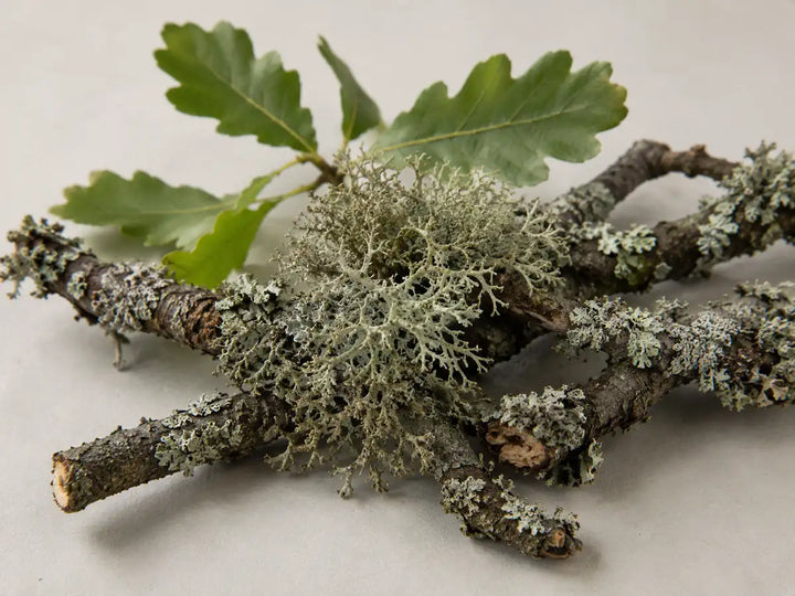 Natural oakmoss lichen on weathered oak branches against a light warm-grey background