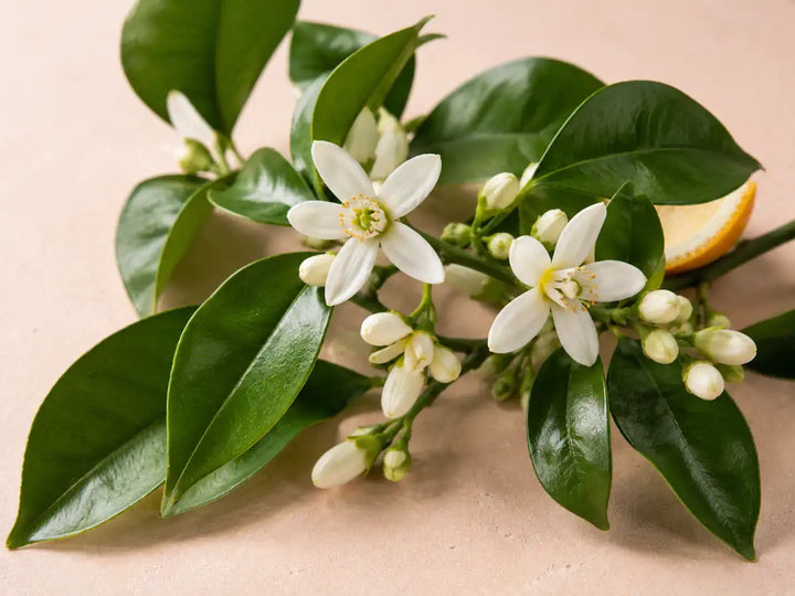 White bitter orange blossoms, glossy green leaves and flower buds on a pale peach background