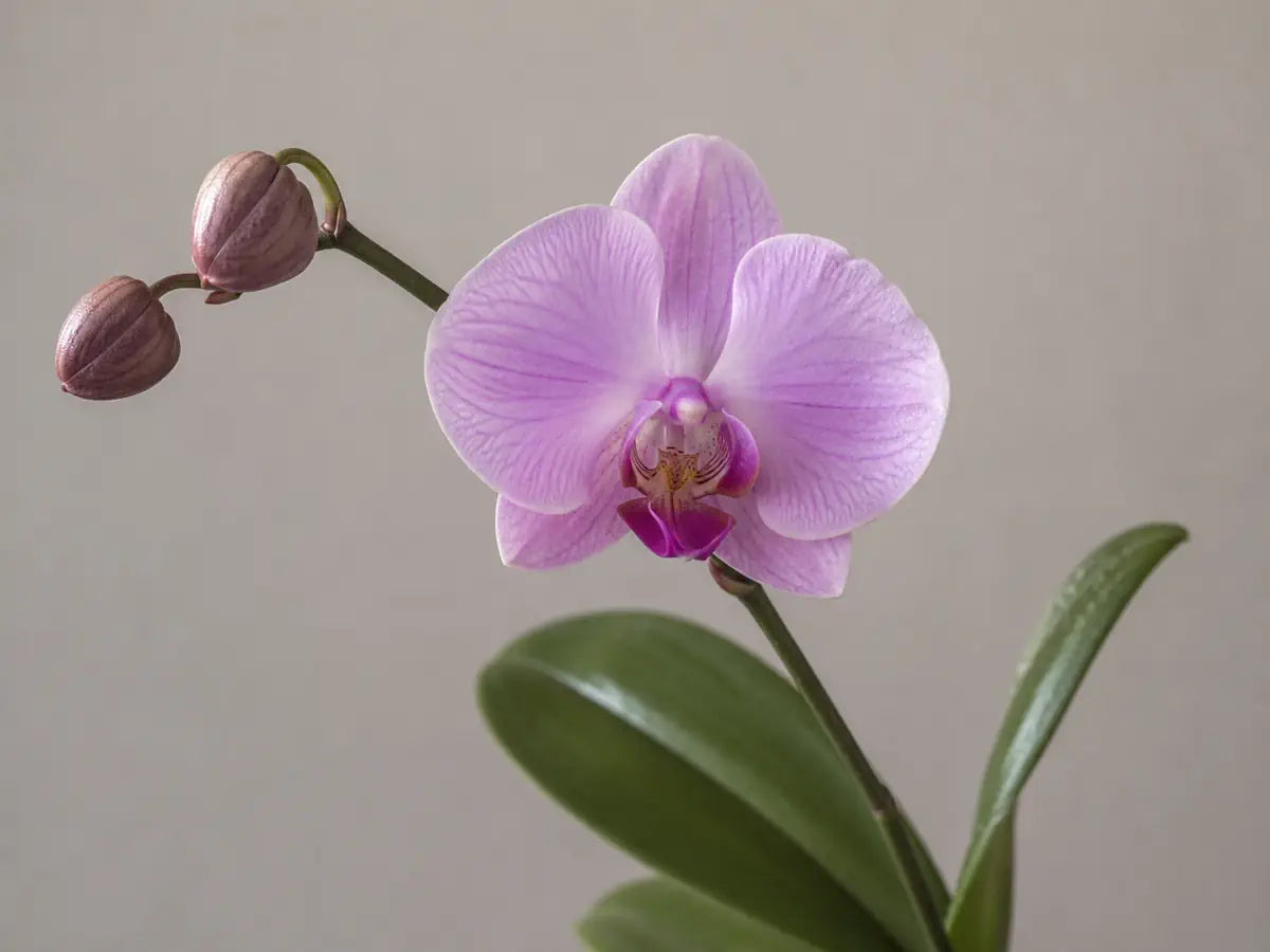 Pale purple orchid flower with unopened buds and green leaves on a warm grey background