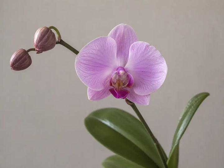 Pale purple orchid flower with unopened buds and green leaves on a warm grey background