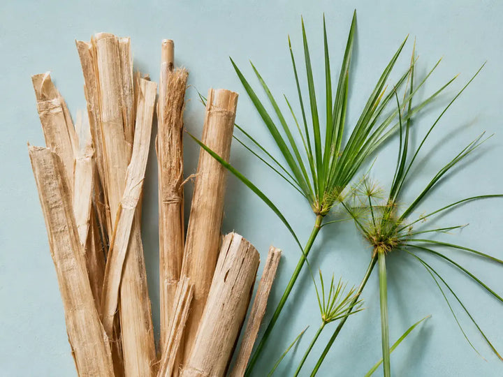 Dried papyrus reeds and fibrous stems with green leaves on a muted aqua background