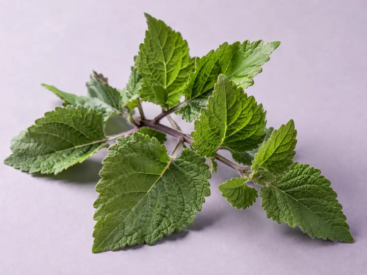 Fresh green patchouli leaves and natural stems