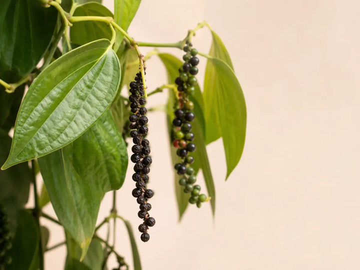 Black peppercorns on a green pepper vine with fresh leaves on a pale peach background