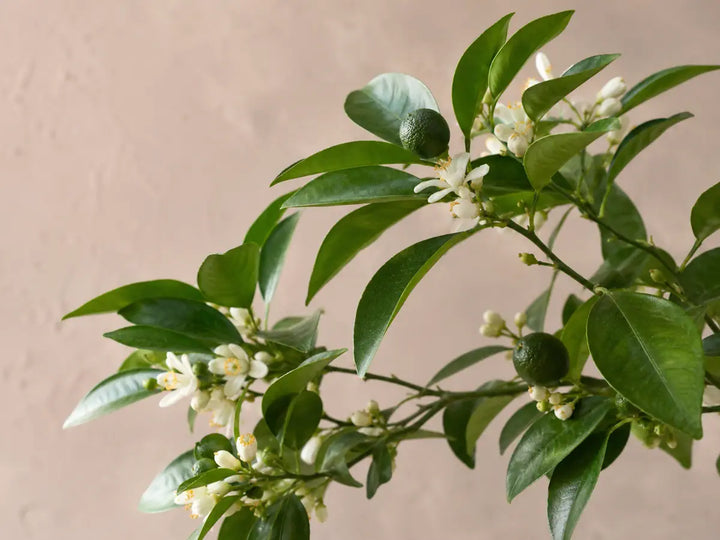 Bitter orange twigs with green leaves, unripe fruit and white blossoms on an apricot-grey background