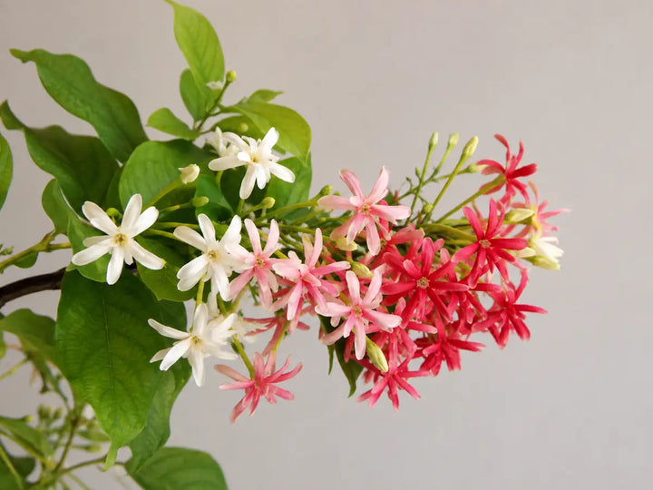 White, pink and red Rangoon creeper flowers with green leaves on a pale warm grey background