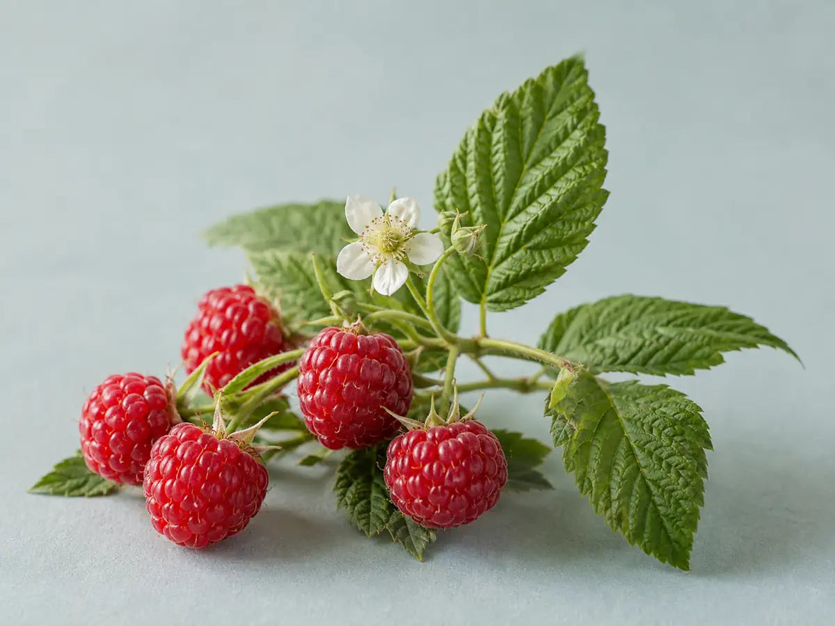Ripe red raspberries with green leaves and a white flower on a pale aqua-grey background