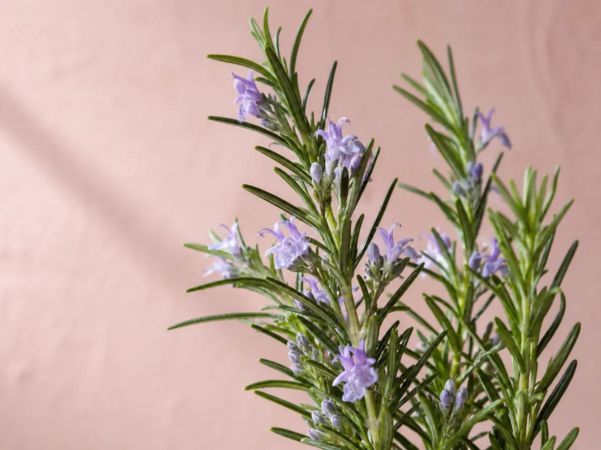 Fresh rosemary stems with green leaves and pale blue flowers on a powder rose background