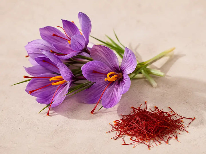 Purple saffron crocus flowers with red stigmas and loose saffron threads on a pale peach-grey background