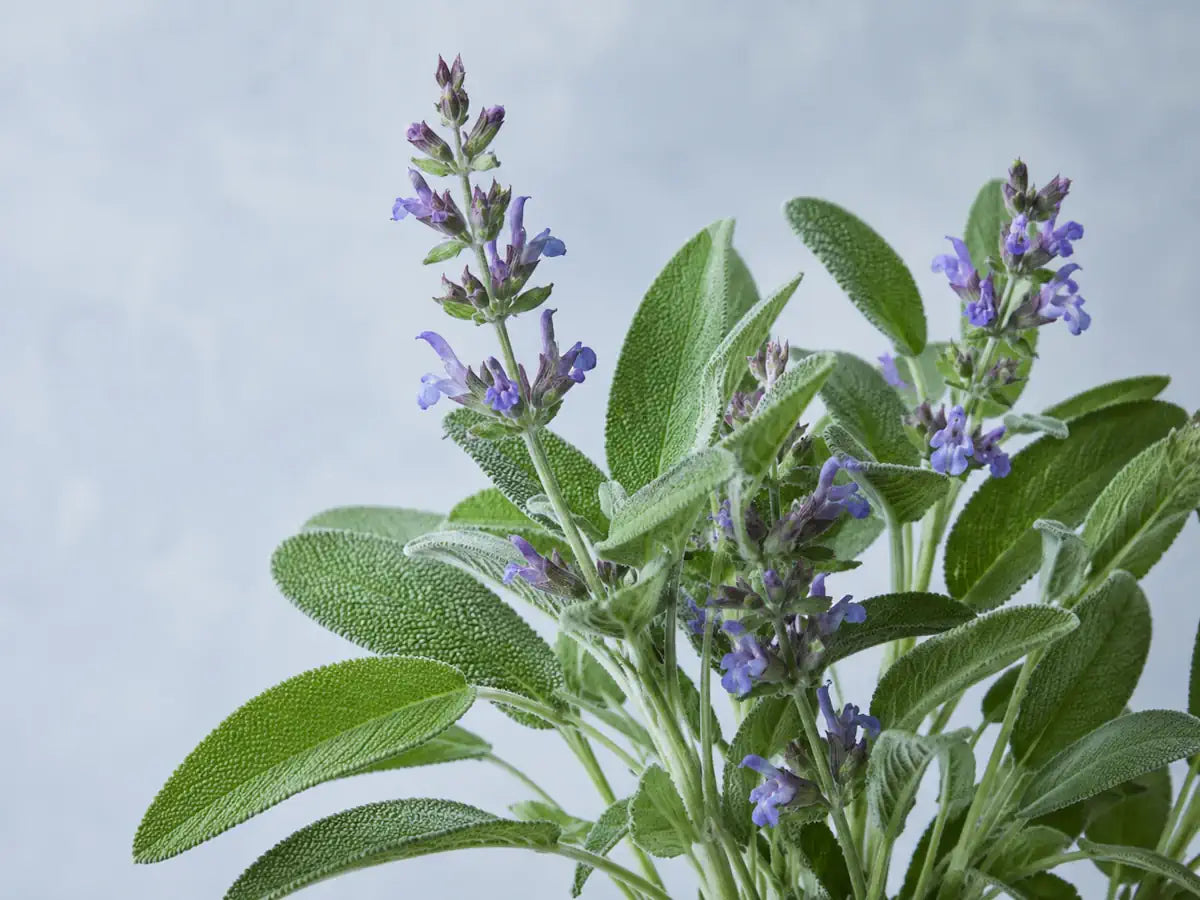 Common sage with textured grey-green leaves and purple flowers on a pale blue-grey background