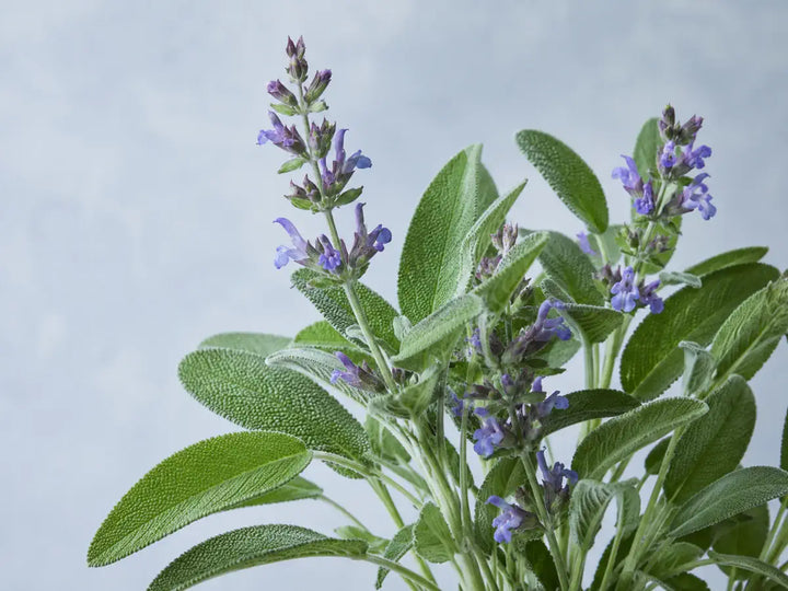 Common sage with textured grey-green leaves and purple flowers on a pale blue-grey background