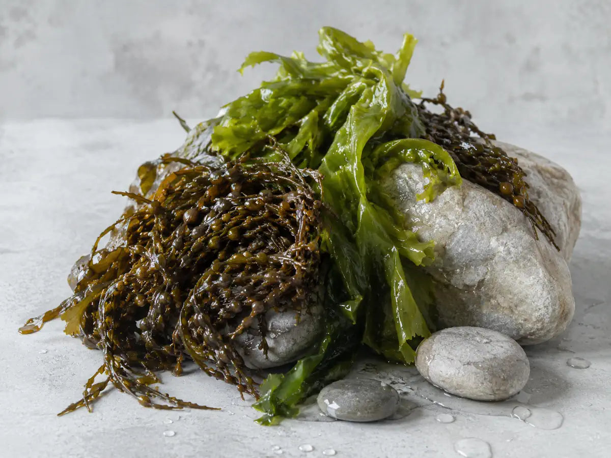 Fresh green and brown seaweed with wet mineral stones on a pale mist-grey background