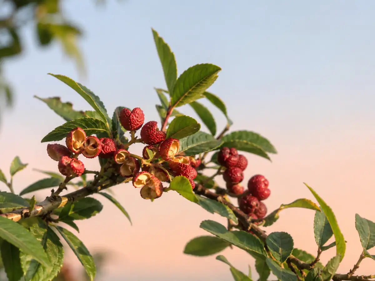 Sichuan pepper husks and red berries with green leaves on a pale peach-blue background