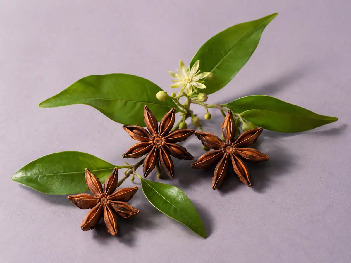 Whole star-anise fruits with green leaves on a light dusty lilac background