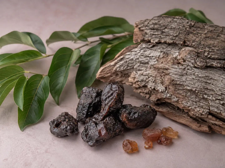 Dark styrax resin with tree bark and green leaves on a pale rose-grey background
