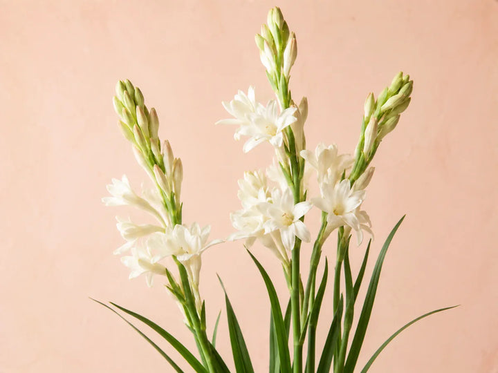 Fresh white tuberose flowers with green stems and leaves on a light pale peach background
