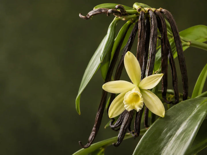 Natural vanilla pods with a vanilla orchid flower and green leaves
