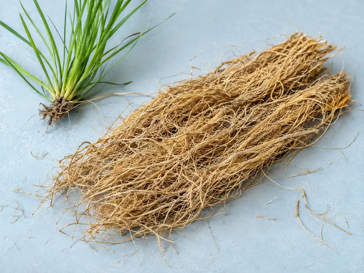 Washed vetiver roots and fresh green vetiver grass on a light dusty blue background