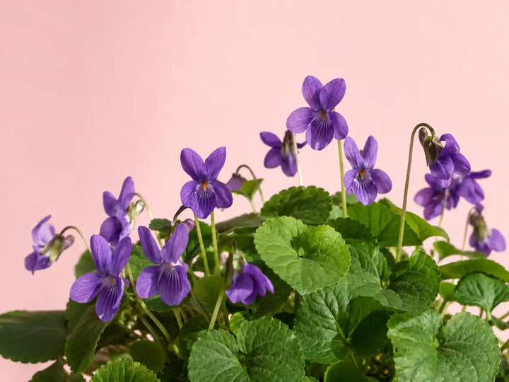 Purple violet flowers with heart-shaped green leaves on a light powder pink background