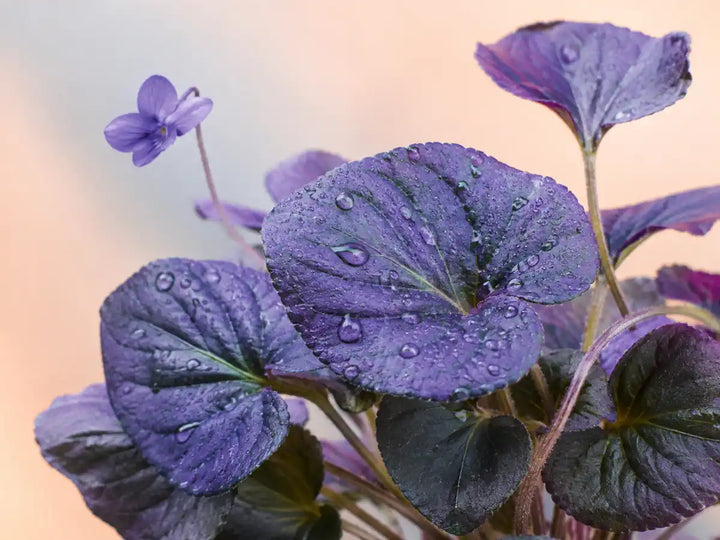 Fresh violet leaves with water droplets and a small purple flower on a pale apricot-blue background