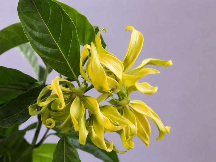 Yellow-green ylang-ylang flowers with glossy leaves on a pale lavender-grey background